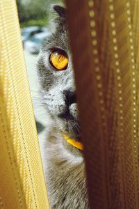 domestic cat