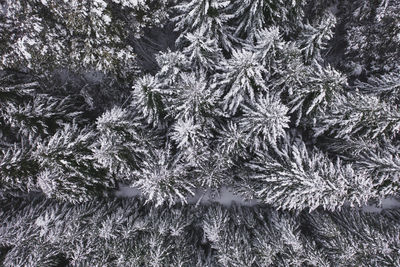 Close-up of pine tree during winter