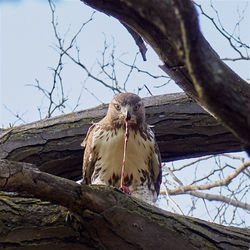 Low angle view of birds on bare tree