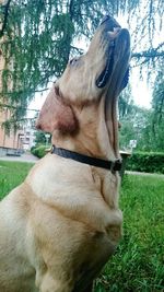 Close-up of dog on field