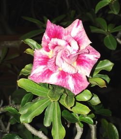 Close-up of pink flower