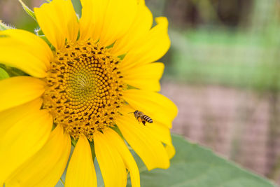 Close-up of insect on yellow flower