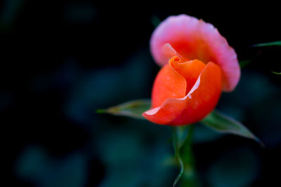 Close-up of rose against blurred background