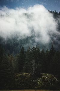 Scenic view of forest against sky