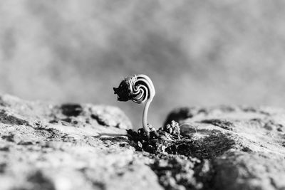 Close-up of butterfly on rock