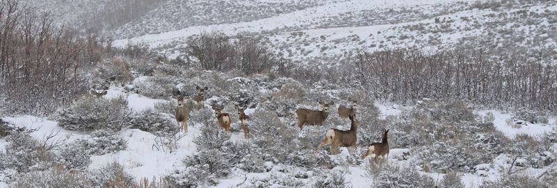 Flock of sheep during winter