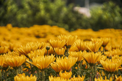 Close-up of yellow flowering plants on field