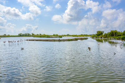 View of birds swimming in lake against sky