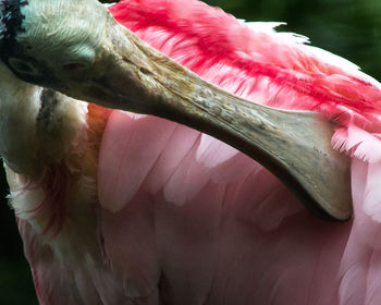 Close-up of pelican