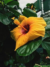 Close-up of yellow hibiscus blooming outdoors