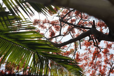 Low angle view of tree against sky