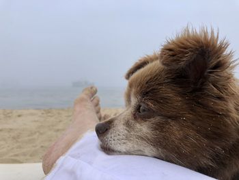 Dog resting on beach