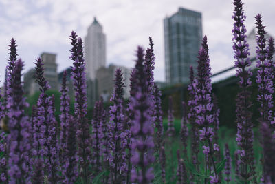 Close-up of lavender flowers