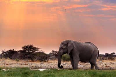 Elephant in a field