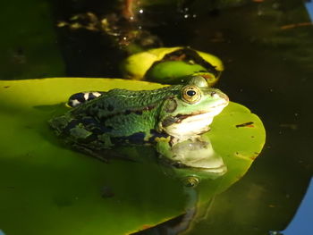 Close-up of frog in lake