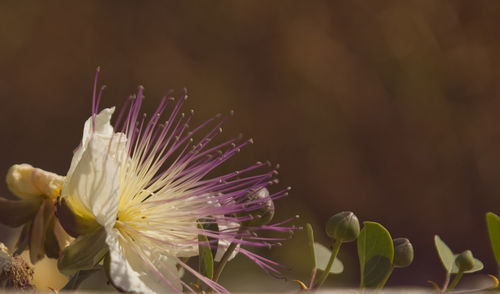 Close-up of flowers blooming outdoors