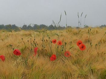 Red poppy flowers in field against sky