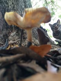 Close-up of mushroom on field