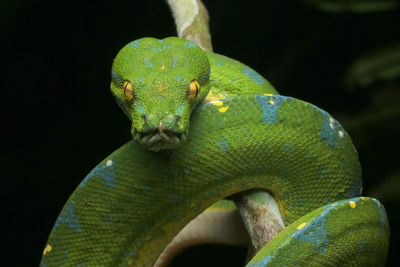 Close-up of green snake on branch against black background