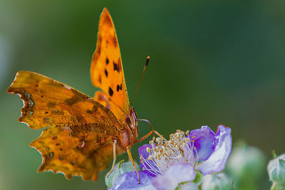 Close-up of butterfly pollinating on purple flower