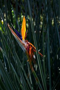 Close-up of insect perching on flower