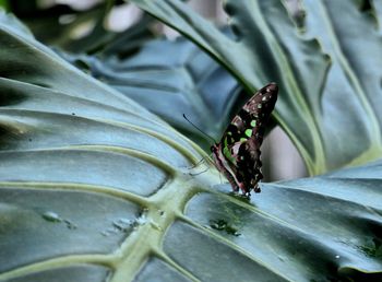 Close-up of butterfly on leaf