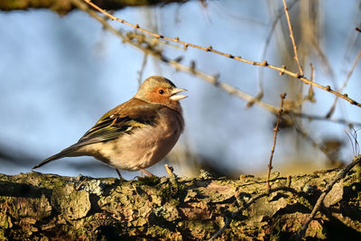 Close-up of a bird perching on branch