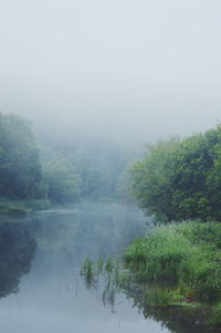 Trees in foggy weather