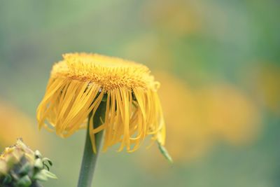 Close-up of yellow flowering plant