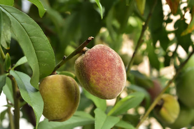 Close-up of apple on tree