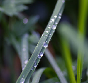 Close-up of water drops on grass