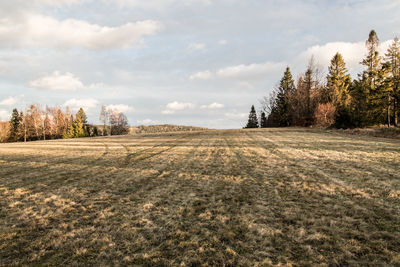 Trees on field against sky