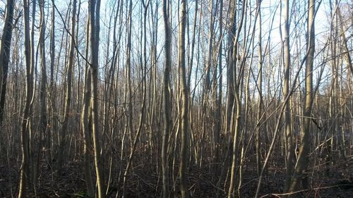 Bare trees in forest during winter
