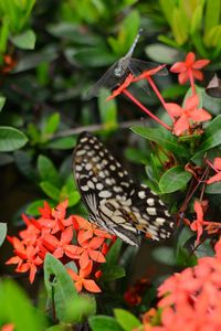 Close-up of butterfly on plant