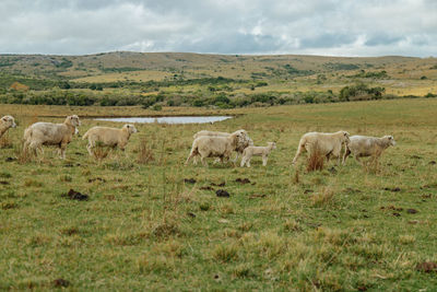 Sheep in a field