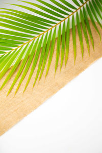 Close-up of palm leaves