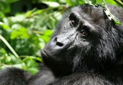 Close-up of a monkey looking away