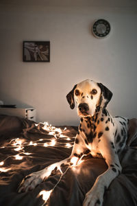 Dog relaxing on bed at home