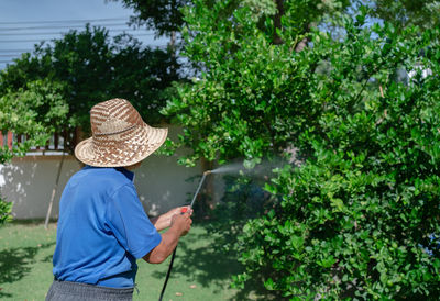 Senior farmer spray organic insecticide to lime tree in orchard