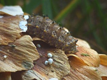 Close-up of mushroom on tree trunk