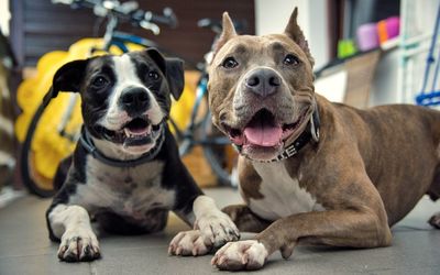 Portrait of dogs sitting on floor