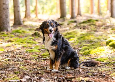 Dog running in forest