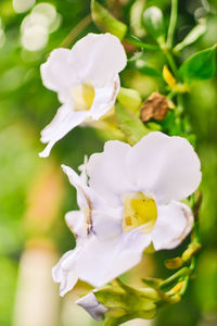 Close-up of white flowers blooming outdoors