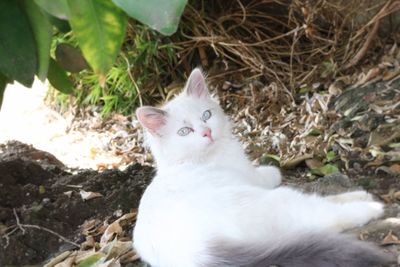 Close-up portrait of cat