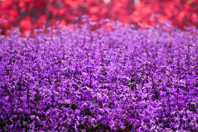 Close-up of purple flowering plants on field