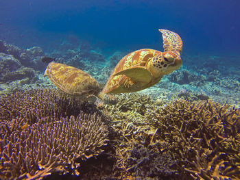 View of a turtle underwater