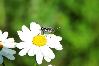 Close-up of bee on flower