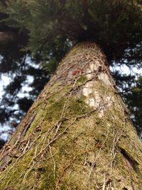 Low angle view of tree trunk