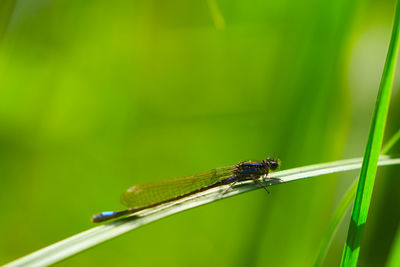 Close-up of damselfly on grass