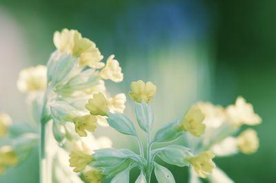 Close-up of white flowering plant